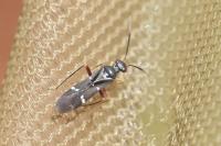 Globiceps sphaegiformis
