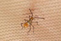 Leptoglossus occidentalis