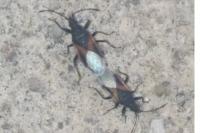 Oxycarenus lavaterae