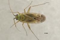 Plagiognathus chrysanthemi