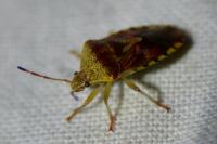 Elasmucha grisea