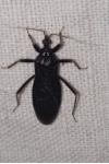 Reduvius personatus