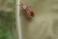 Coreus marginatus