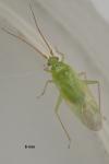 Blepharidopterus diaphanus