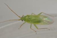 Blepharidopterus diaphanus