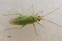 Orthotylus flavinervis