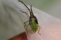 Gonocerus acuteangulatus