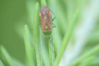 Dichrooscytus intermedius