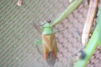 Dichrooscytus intermedius