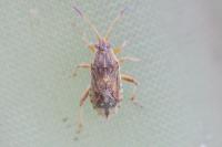 Stictopleurus abutilon