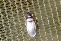 Oxycarenus pallens