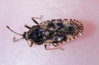 Dictyla echii