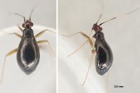 Orthonotus rufifrons