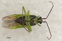 Orthotylus virens