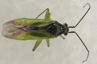 Orthotylus virens