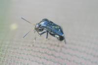 Polymerus holosericeus