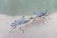 Dicranocephalus agilis