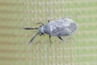 Heterocordylus genistae