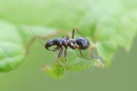 Himacerus mirmicoides
