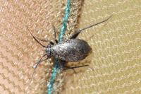 Orthocephalus coriaceus