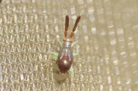 Heterotoma planicornis