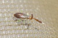 Heterotoma planicornis