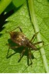 Himacerus apterus
