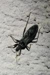 Reduvius personatus