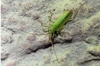 Trigonotylus