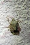 Halyomorpha halys