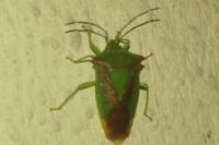 Acanthosoma haemorrhoidale