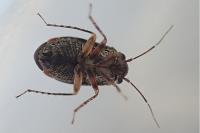 Hypseloecus visci
