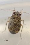 Hypseloecus visci