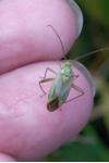 Adelphocoris quadripunctatus