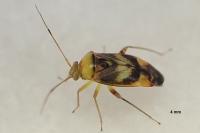 Pinalitus viscicola