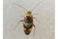 Pinalitus viscicola