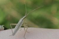 Stenodema laevigata