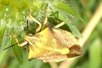 Carpocoris fuscispinus
