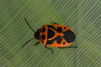 Eurydema dominulus