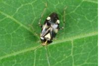 Liocoris tripustulatus