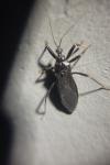 Reduvius personatus