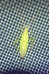 Stenodema calcarata