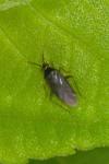 Plagiognathus arbustorum