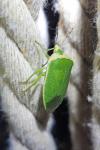 Nezara viridula