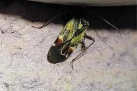Polymerus unifasciatus