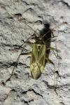 Adelphocoris lineolatus