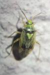Lygus rugulipennis