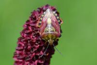 Carpocoris purpureipennis