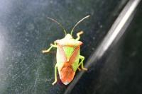 Acanthosoma haemorrhoidale