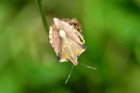 Carpocoris fuscispinus